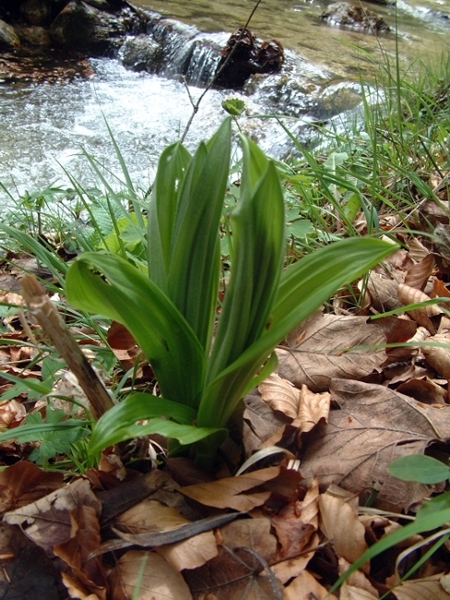 dubbio - Veratrum sp.